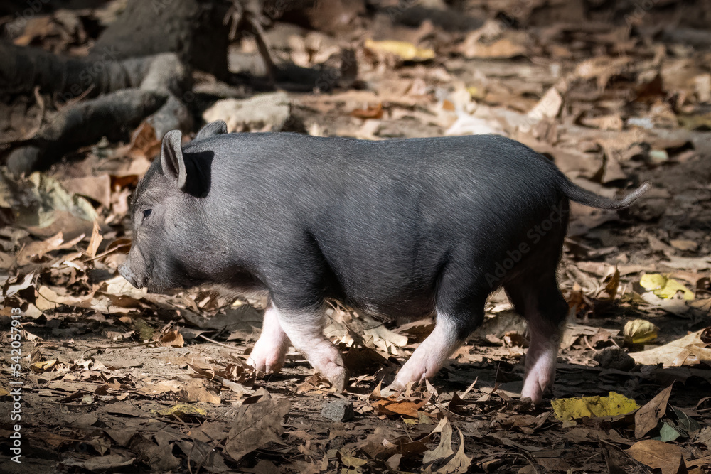 Cute Pig posing for the camera Cute Pig posing for the camera