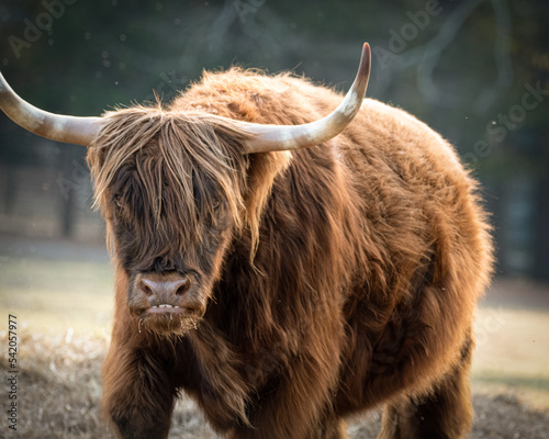 Highland Bull Staring at you!