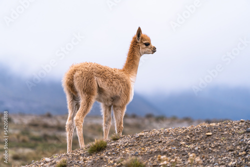 Vicuñas of Chimborazo, natural fauna of the national park