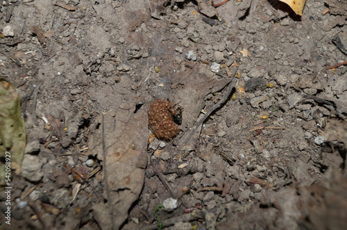 Nicrophorus vespillo beetle covered with a flock of Poecilochirus carabi mites photo