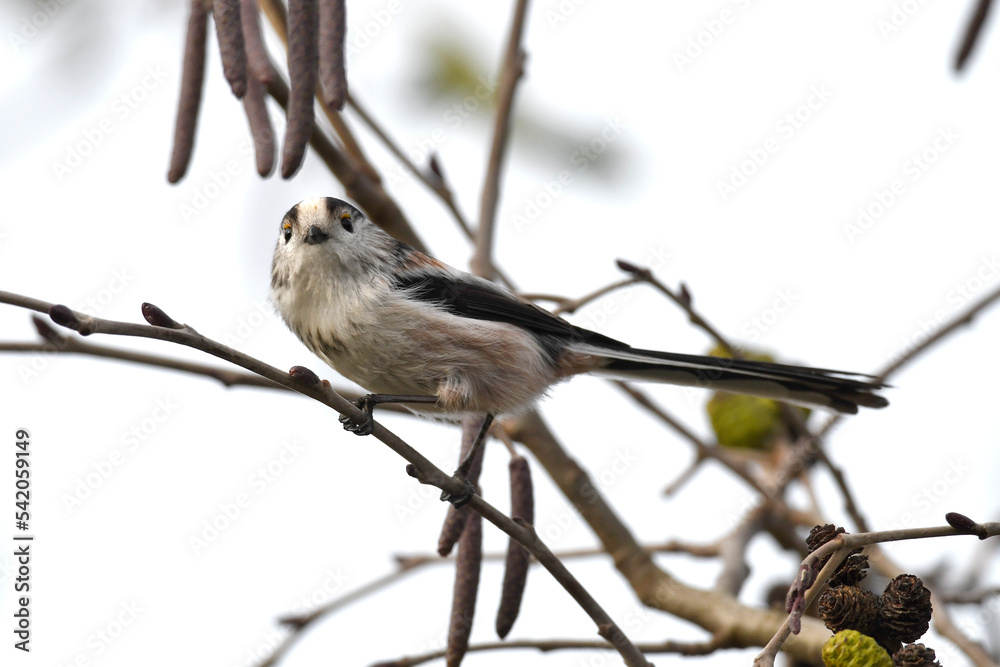 Naklejka premium Long-tailed tit // Schwanzmeise (Aegithalos caudatus) - Wuppertal, Germany