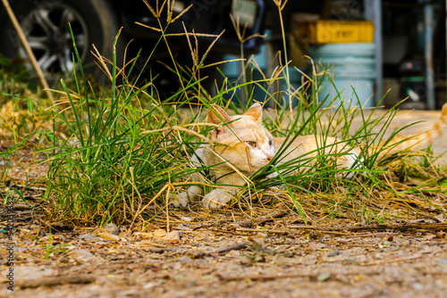 orange cat in the grass