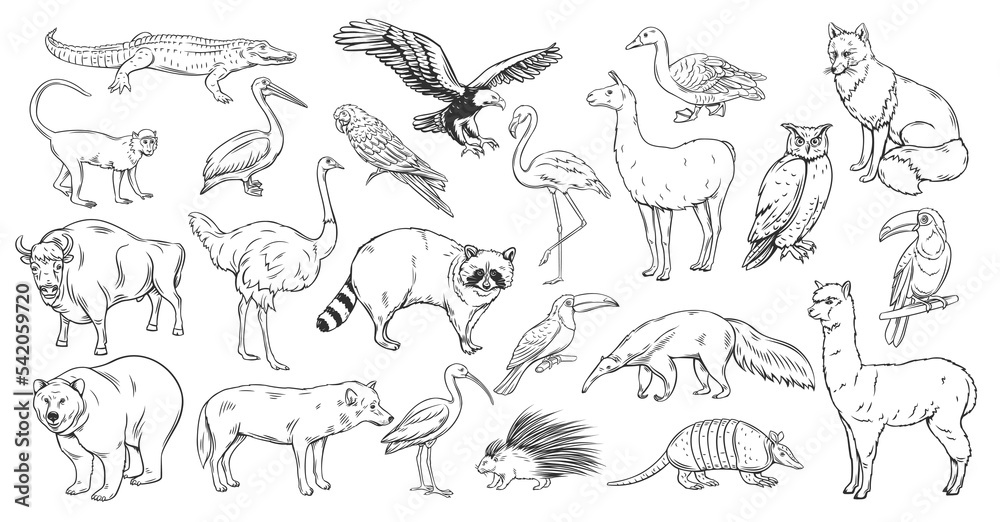 Animals and birds of North and South of America outline icons set vector illustration. Line hand drawn American animals in wildlife collection, wild anteater ostrich monkey bear raccoon alpaca fox