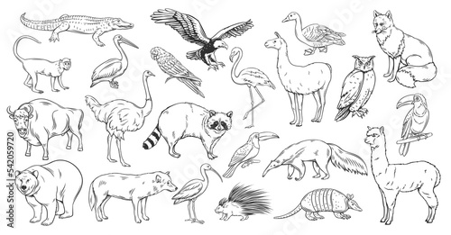 Animals and birds of North and South of America outline icons set vector illustration. Line hand drawn American animals in wildlife collection, wild anteater ostrich monkey bear raccoon alpaca fox