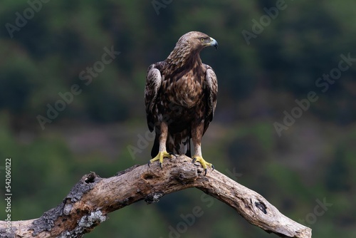 Obraz na plátně Selective focus shot of a golden eagle (Aquila chrysaetos) perched on a branch