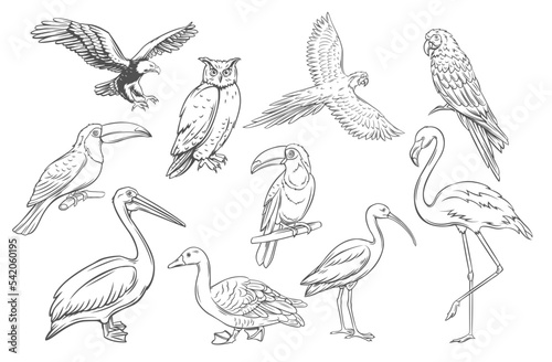 Birds outline icons set vector illustration. Line hand drawn species collection of ornithology, wild birds flying or sitting on tree branch, owl parrot flamingo duck pelican ibis eagle toucan