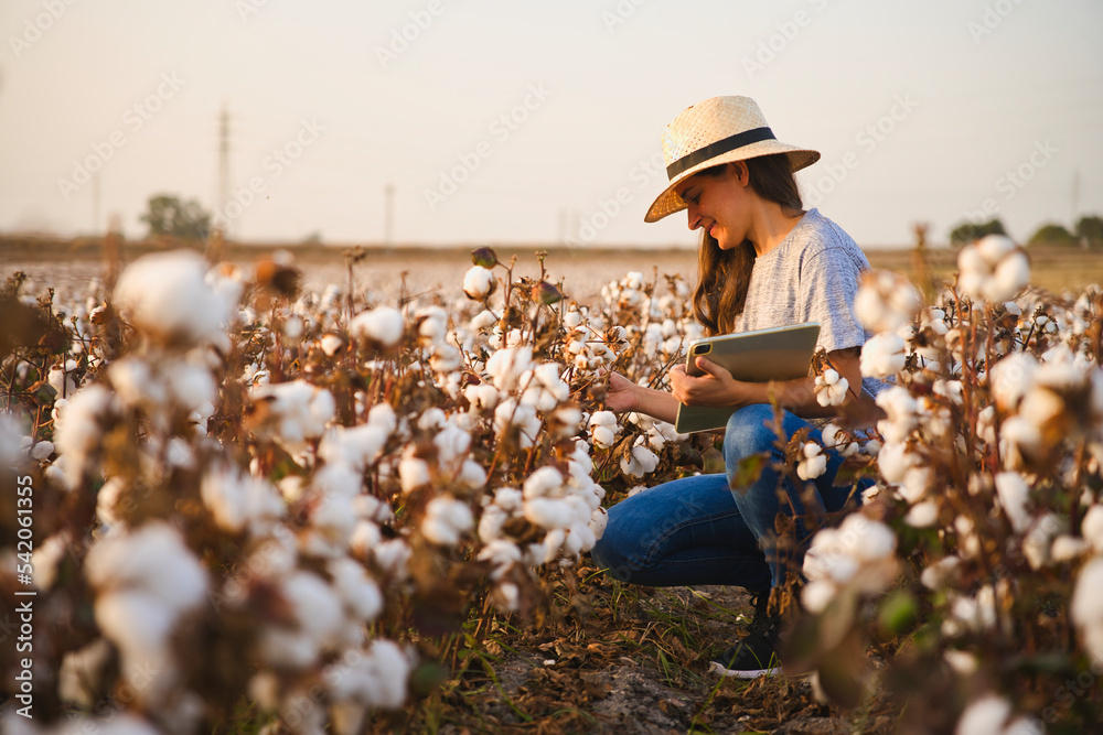 Smart cotton farmer checks the cotton field with tablet. Inteligent agriculture and digital agriculture. Female, young woman agronomist checking quality of cotton - obrazy, fototapety, plakaty 