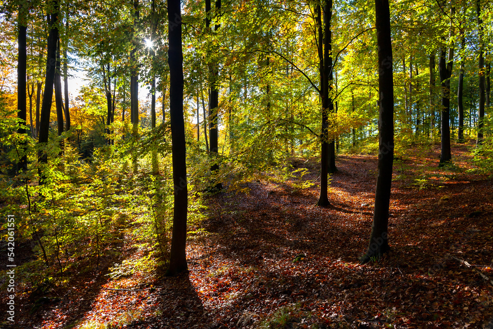 Sunny autumn forest