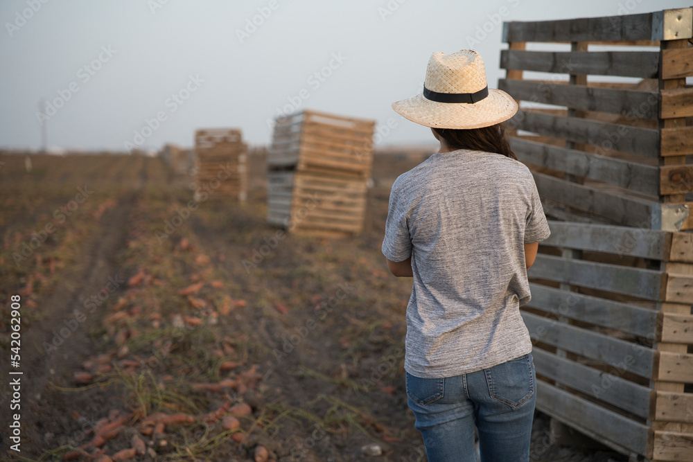 Woman checking logistic agriculture wood boxes in field with tablet. Transport logistics of agriculture concept