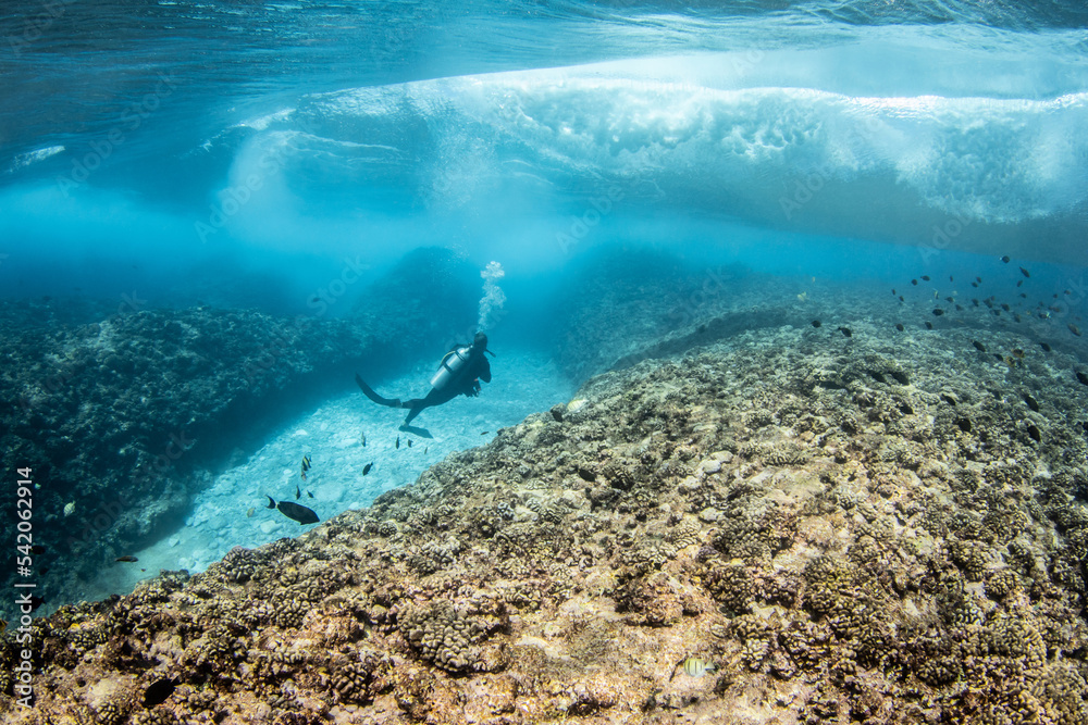 Obraz premium Reef life of Rangiroa