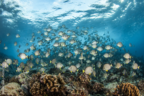 Reef life of Rangiroa © Tropicalens