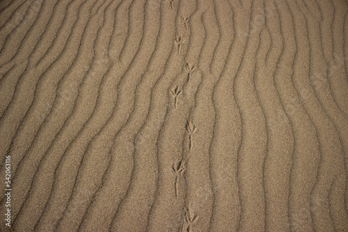 Yellow sand with ripples and bird footprints.
