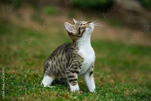 Wallpaper Mural Kitten playing in a summer garden Torontodigital.ca