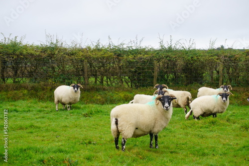 sheep in the field of Ireland