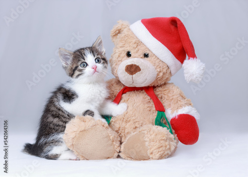 Beautiful Kitten. Cat sits next to a teddy bear in a Santa Claus hat. Christmas Cat on a white background. New Year's card with a little Kitten. Happy New Year. Winter. 2023. Merry Christmas © Mariia