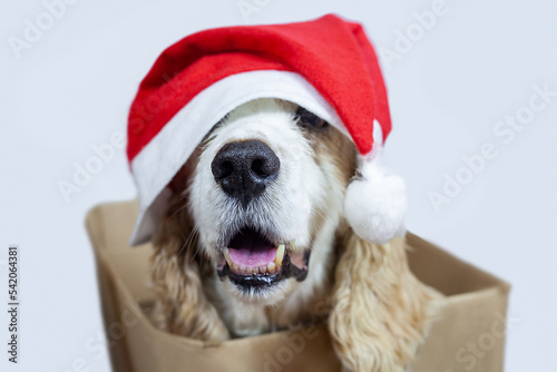 White english coker dog with red christmas hat with pom-pom, covering eyes, inside a cardboard box. Slightly blurred with focus on the muzzle and mouth. Clean white background. © EstúdiosFreeDomArtes