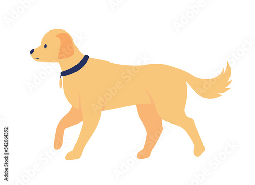 Golden retriever semi flat color vector character. Editable figure. Full sized animal on white. Purebreed domestic animal simple cartoon style illustration for web graphic design and animation