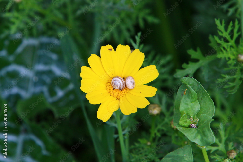 Chrysanthemums bloom in a city park in northern Israel.