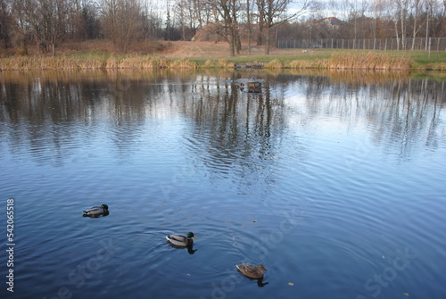 ducks on the lake