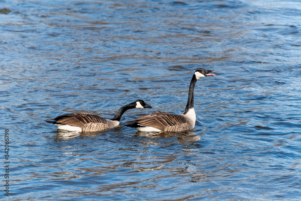 Fototapeta premium Canada Geese On Fox River In Wisconsin In Early March
