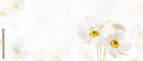 Autumn white flowers anemone Honorine Jobert on a gentle soft white background. Floral border template. Light airy delicate artistic image with copy space © Katecat