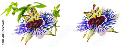 Passiflora (passionflower) isolated from background © Katecat