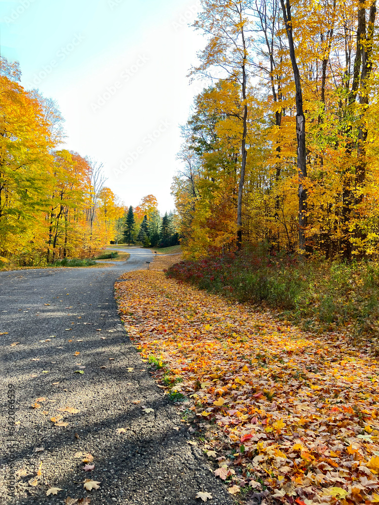 See autumn in northern Michigan. Winding road in Gaylord with s curves and beautiful trees in yellow and orange shows leaves falling and green pine trees in the distance.