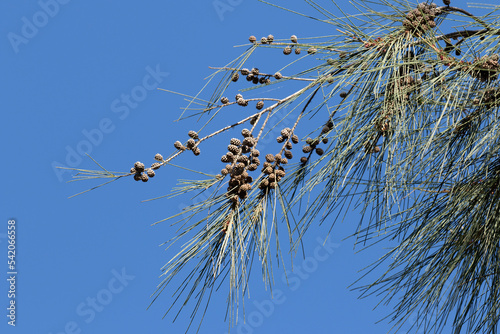 A branch of horsetail tree (Casuarina equisetifolia) photo