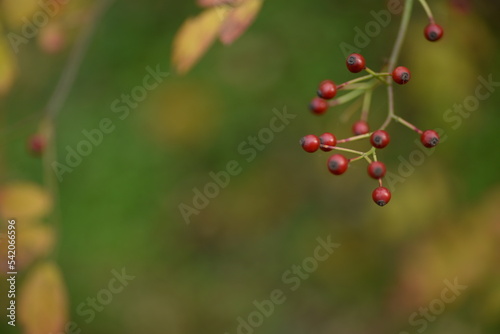 small red rose hips close-up on a branch, green fruits antioxidants, red texture on a green background, abstract gradient, blurred silhouette, organic, healthy berry, fruit tea, healthy food 
