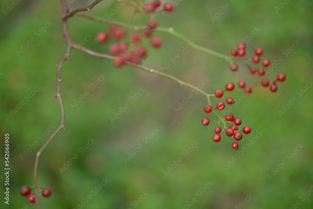 Fototapeta premium small red rose hips close-up on a branch, green fruits antioxidants, red texture on a green background, abstract gradient, blurred silhouette, organic, healthy berry, fruit tea, healthy food 