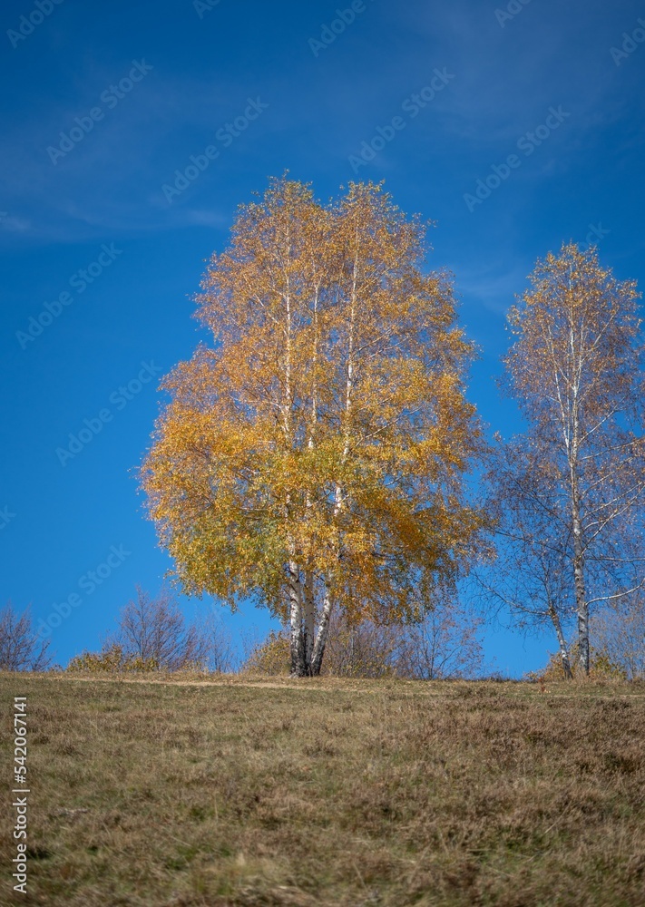 Colorful birch tree in the fall with dried leaves on a sunny day Colorful birch tree in the fall with dried leaves on a sunny day