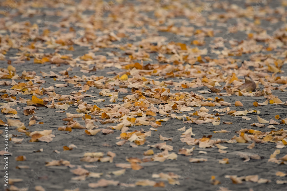 Yellow autumn leaves on a cobblestone in a city park. Fall landscape. Golden autumn. October weather. Autumn in the city park. Yellow foliage. Yellow autumn leaves on a cobblestone in a city park. Fall landscape. Golden autumn. October weather. Autumn in the city park. Yellow foliage.