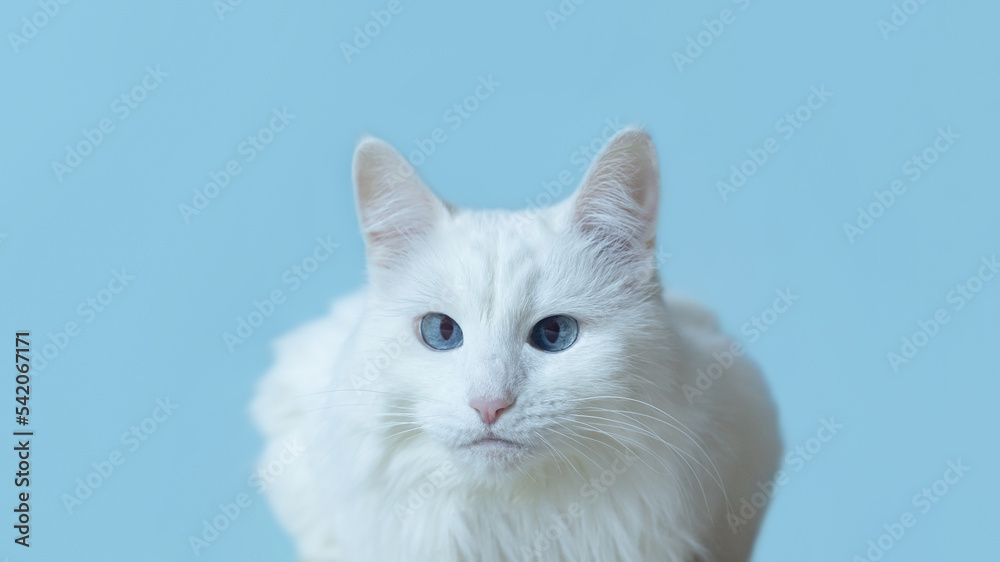 A domestic cat on a blue background. Pets. Close-up. Copy space