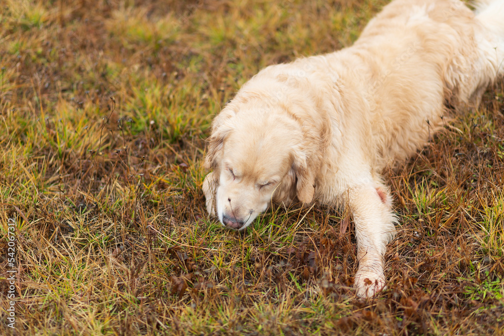 Golden Retriever dog eats green grass.Cleansing of the stomach and intestines of a dog. Golden Retriever dog eats green grass.Cleansing of the stomach and intestines of a dog.