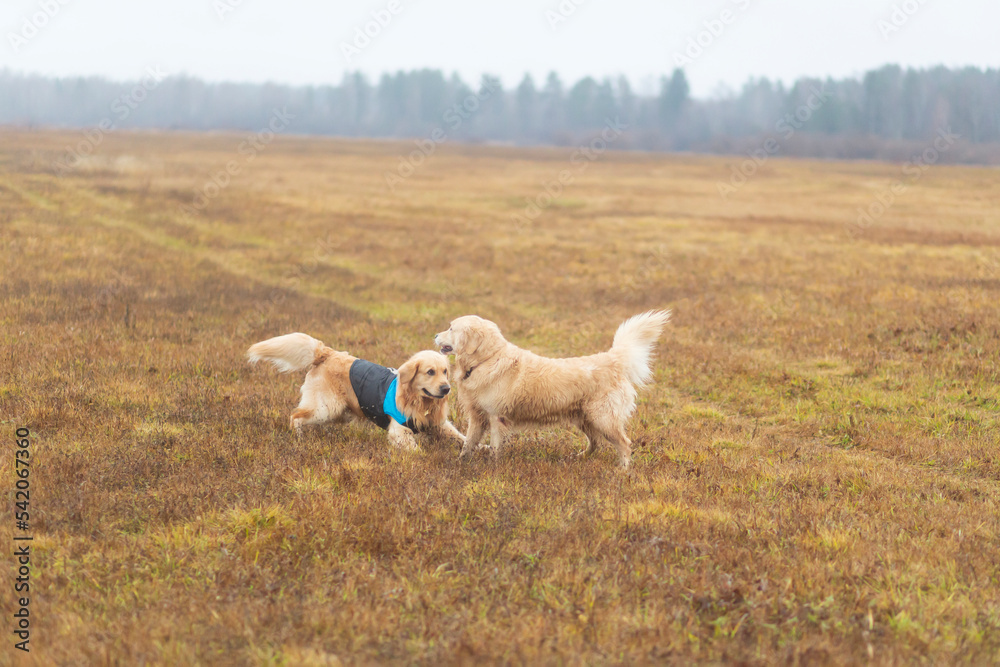 Portrait of a dog, Golden Retriever in the autumn forest,Dog walk in autumn. Portrait of a dog, Golden Retriever in the autumn forest,Dog walk in autumn.