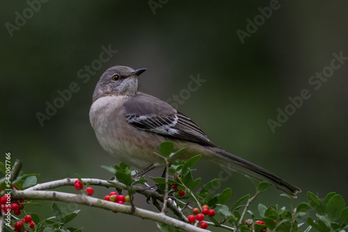 Mocking bird in a branch