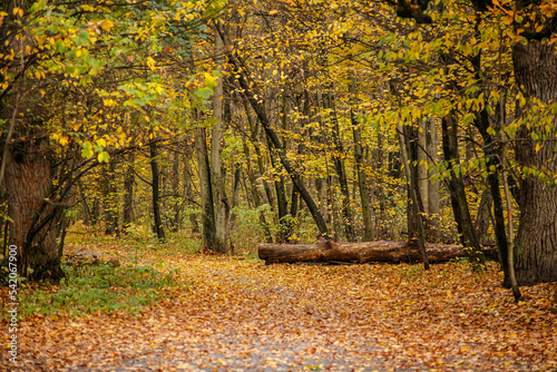 the road through the old park covered with golden leaves