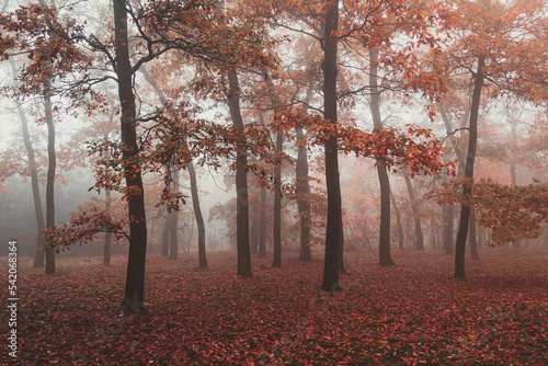 Mystical forrest in Czechia, filled with red leaves and fog in autumn.