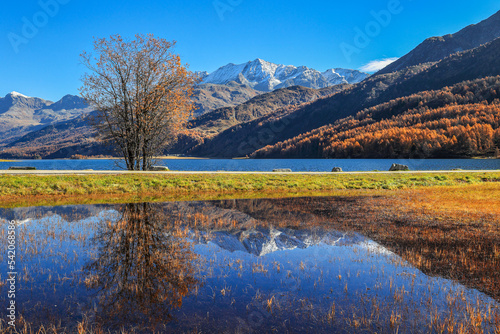 Sils lake with reflection of tree and the swiss snow alps in Upper Engadine with golden trees in autumn, Canton of Grisons, Switzerland. photo