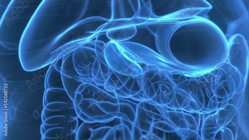 3d rendered medical animation of hormones being produce by the pancreas photo