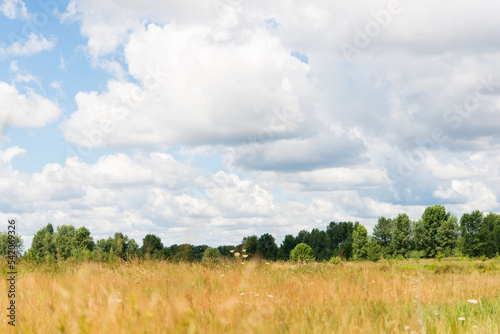 Beautiful meadow field with fresh grass and yellow dandelion flowers in nature against a blurry blue sky with clouds.