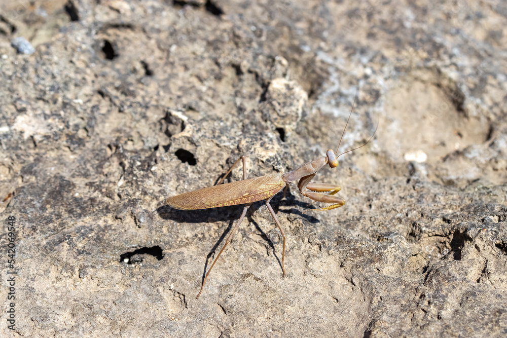 An ordinary praying mantis on a stone. The mantis is religious. Mantis religiosa.