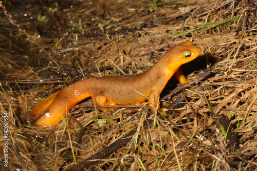 Male California Newt (Taricha torosa) waiting on the edge of a pond at night during the breeding season.  photo