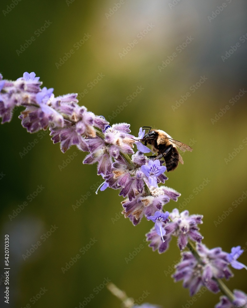 Vertical selective focus shot of a bee on a lavender Vertical selective focus shot of a bee on a lavender