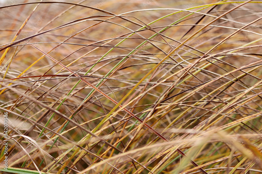 A tall, arched young reed in autumn, on the shore of a dried lake.