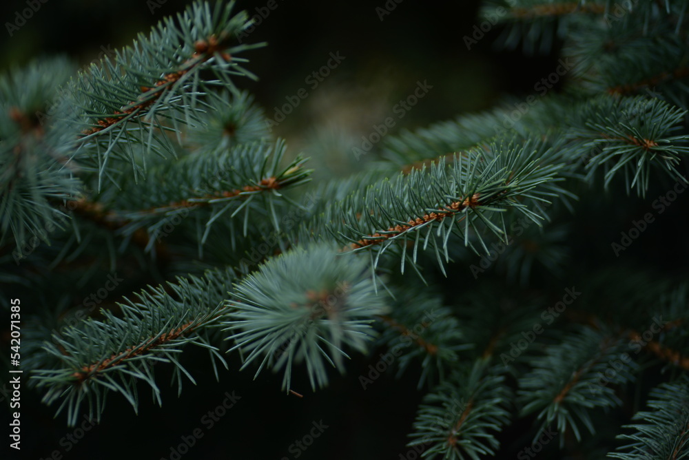 green branches of a pine tree close-up, short needles of a coniferous tree close-up on a green background, texture of needles of a Christmas tree close-up green branches of a pine tree close-up, short needles of a coniferous tree close-up on a green background, texture of needles of a Christmas tree close-up