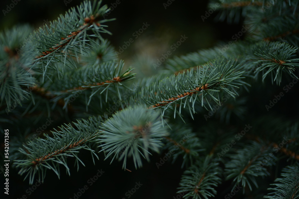 green branches of a pine tree close-up, short needles of a coniferous tree close-up on a green background, texture of needles of a Christmas tree close-up