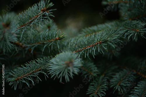 green branches of a pine tree close-up, short needles of a coniferous tree close-up on a green background, texture of needles of a Christmas tree close-up