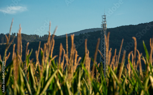 wieża telefonii komórkowej na polu kukurydzy, w tle góry porośnięte lasem
