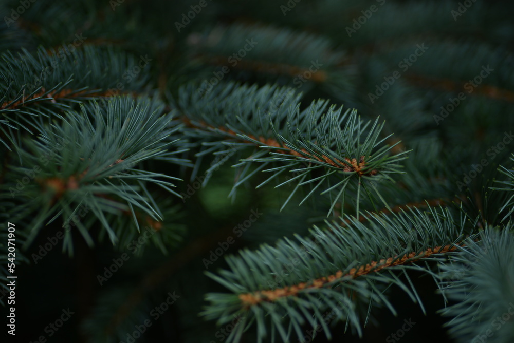 green branches of a pine tree close-up, short needles of a coniferous tree close-up on a green background, texture of needles of a Christmas tree close-up